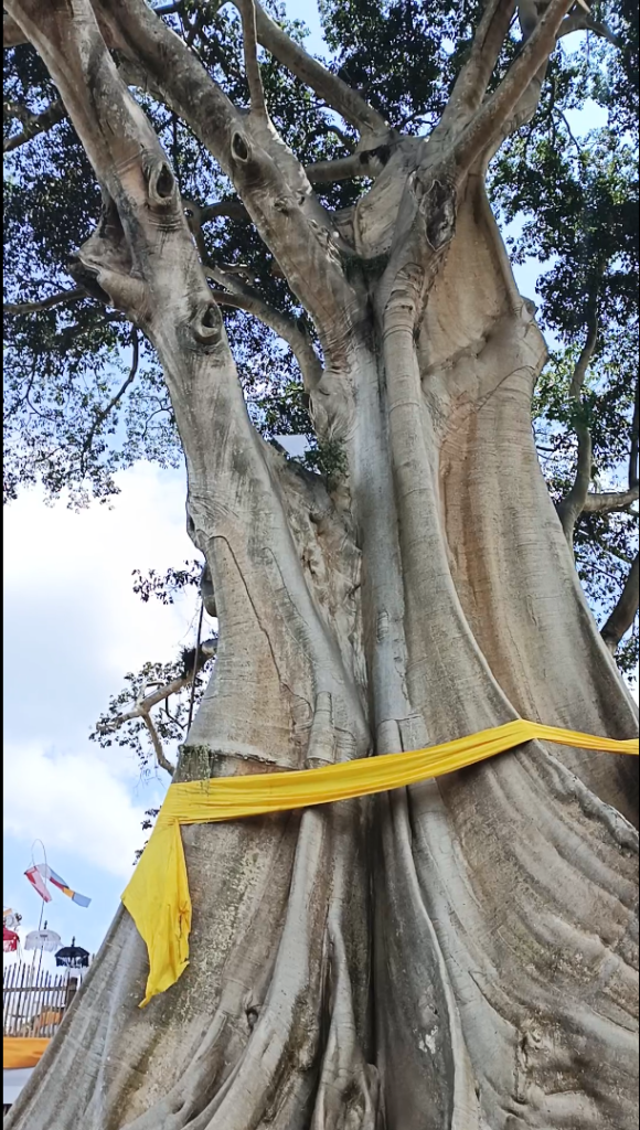 Banyan Ancient Tree